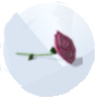 Image of a Begonia from The Sims 4 Seasons for Gardening 