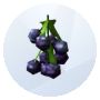 Image de mûres provenant de The Sims 4 pour le jardinage