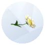 Image d'une camomille de The Sims 4 Outdoor Retreat pour le jardinage