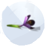 Image of a Crocus from The Sims 4 Seasons for Gardening 