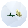 Image d'une camomille toxique des Sims 4 Outdoor Retreat pour le jardinage